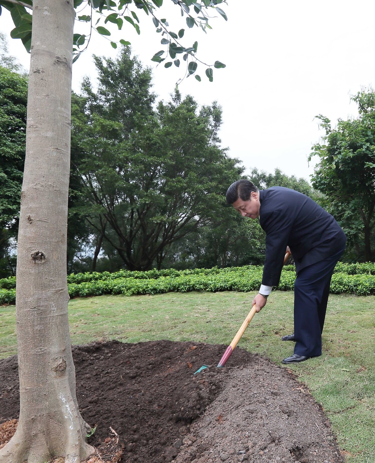 2012年12月8日，習近平在深圳蓮花山公園種下一棵高山榕樹(shù)。