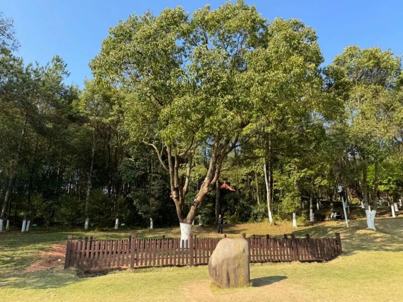 習近平同志為福建省長(cháng)汀縣水土保持科教園捐種的香樟樹(shù)。圖源：學(xué)習時(shí)報