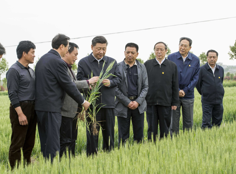 2016年4月25日下午，習近平在安徽滁州市鳳陽(yáng)縣小崗村察看小麥長(cháng)勢。左一為種糧大戶(hù)程夕兵。新華社記者 李學(xué)仁 攝